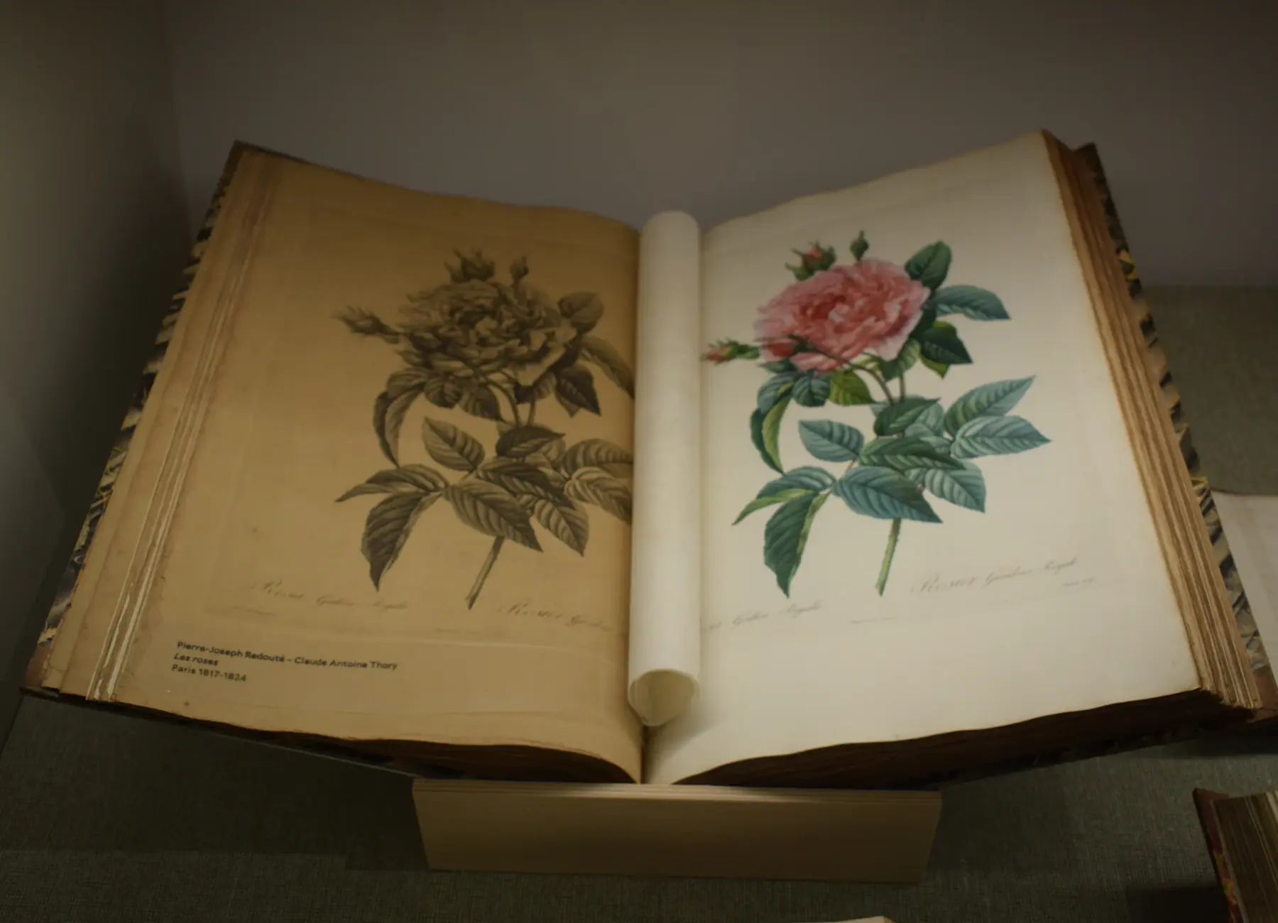An open antique book with a hand-coloured rose illustration on its page